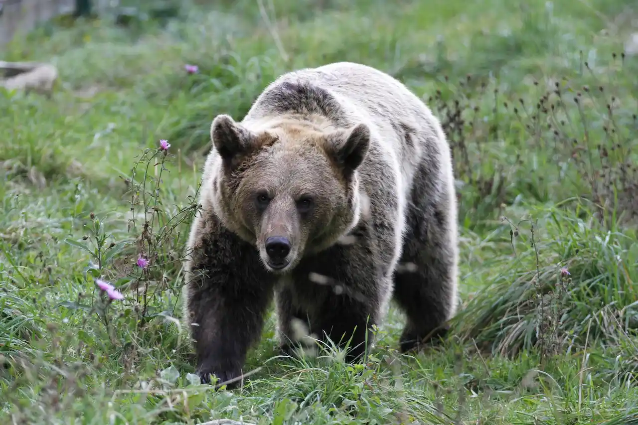 La coexistencia con el oso pardo en las comarcas oseras / Foto: EP