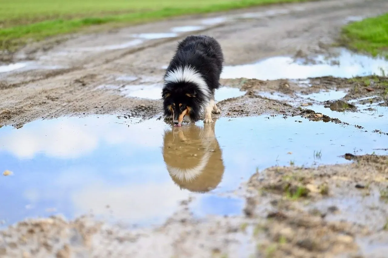 Perro bebiendo agua. La ola de calor puede afectar "gravemente" a más de 30 millones de animales de compañía / Foto: EP