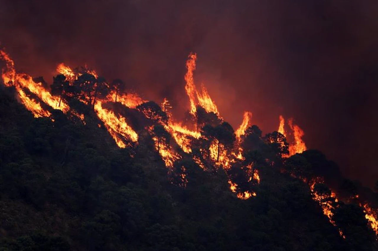 Riesgo de incendio forestal, Cataluña activa el nivel 3 / Foto: EP