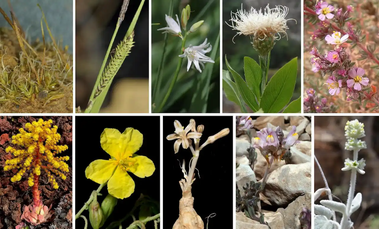 Plantas recién descobiertas