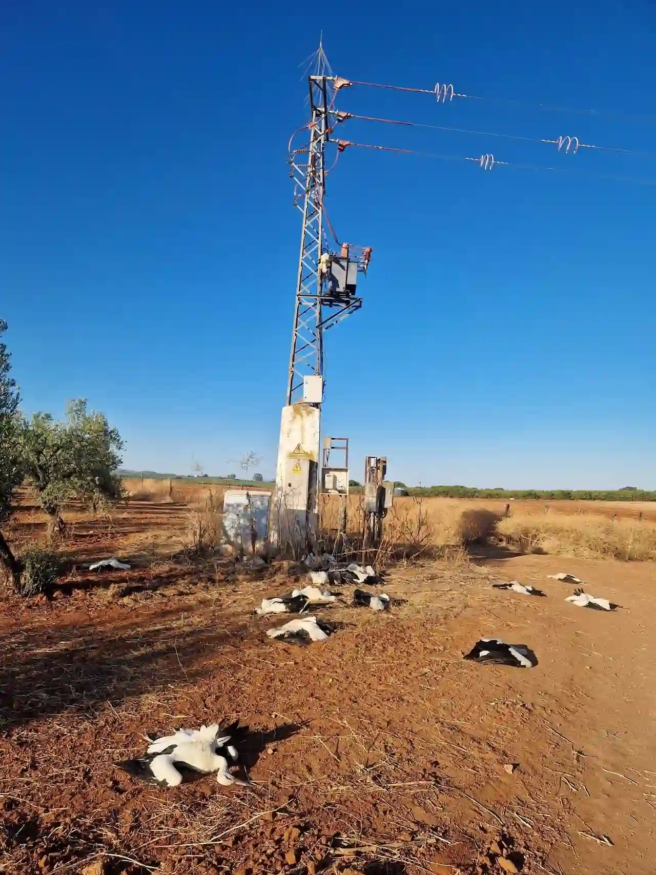 Cerca de 20 cigüeñas posiblemente electrocutadas / Foto: EP