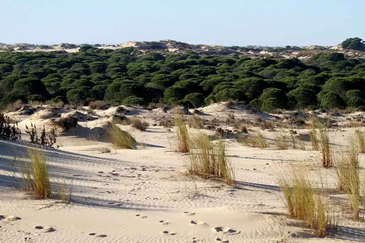 Muerte masiva de pinos verdes en el litoral del Parque Nacional de Doñana / Foto: PB