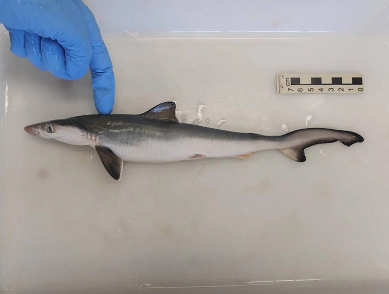 Presencia de cocaína en tiburones de Río de Janeiro / Foto: Fiocruz