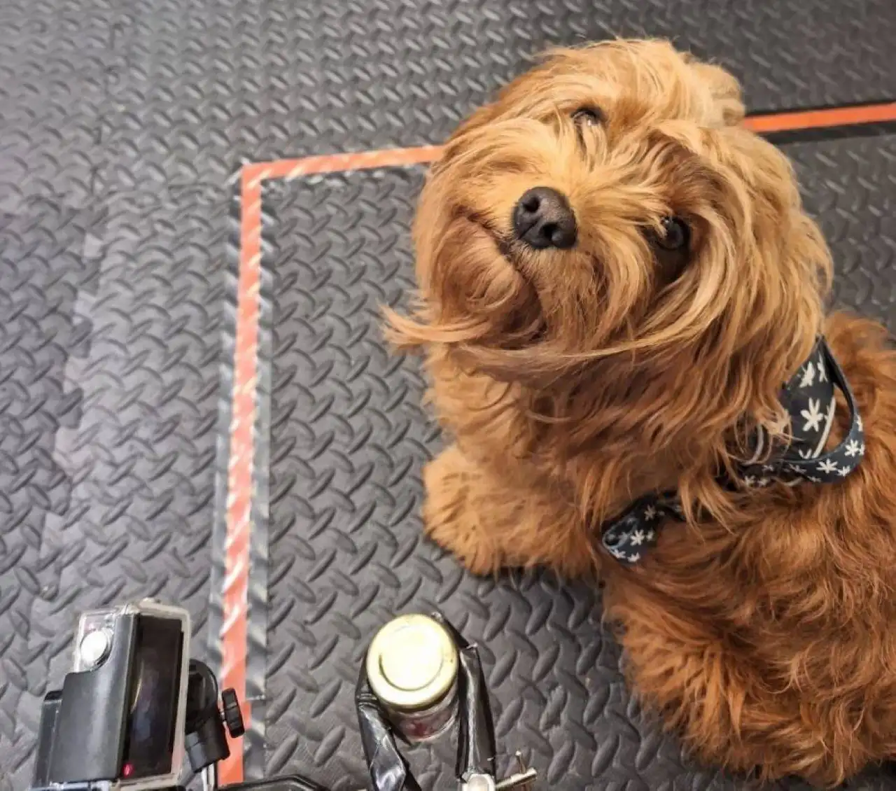 Freddie, uno de los perros participantes / Foto:  Universidad de Bristol