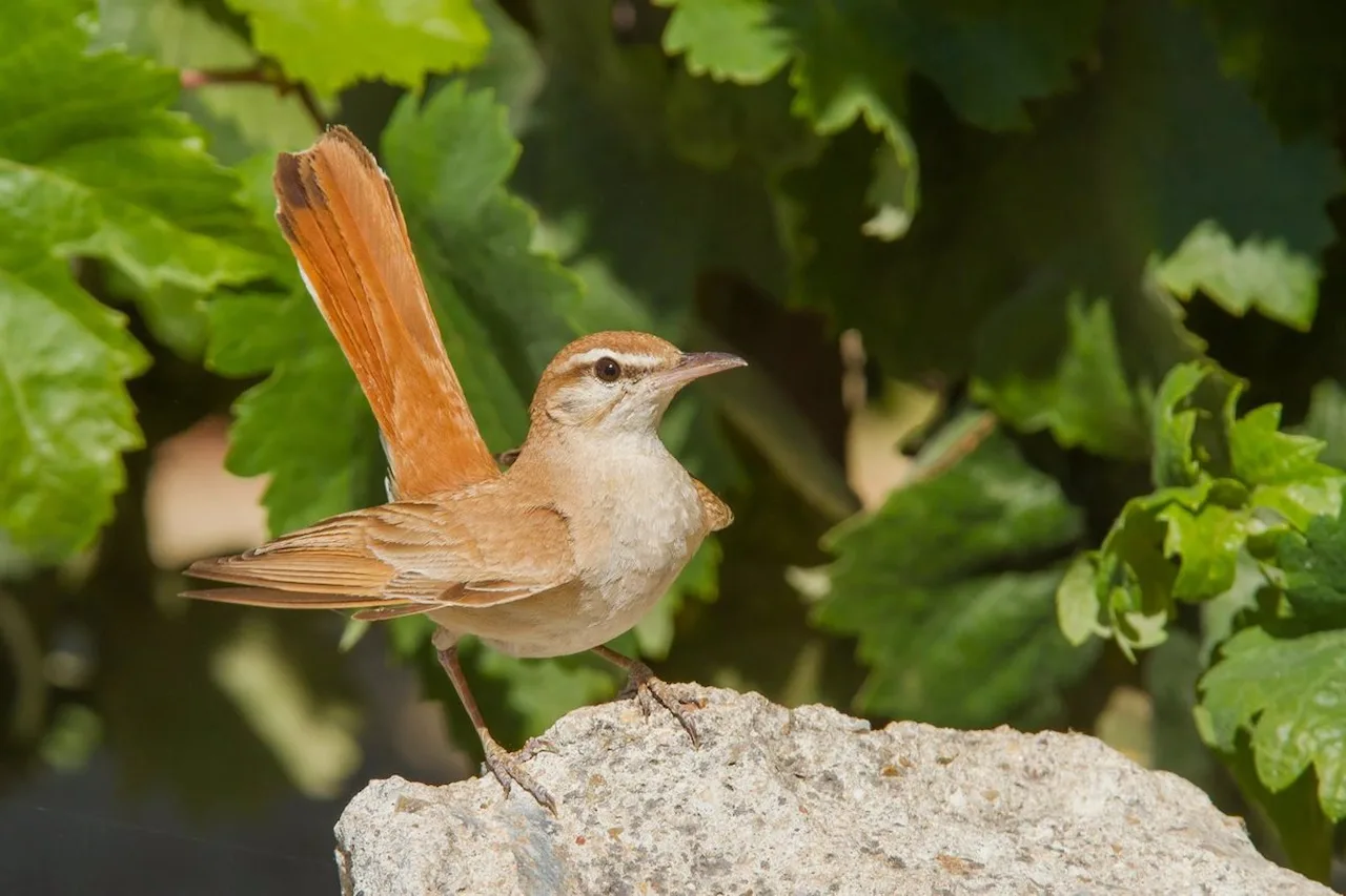 Aves frugívoras adaptan su dieta bajo estrés ambiental. Alzacola rojizo / Foto: EP