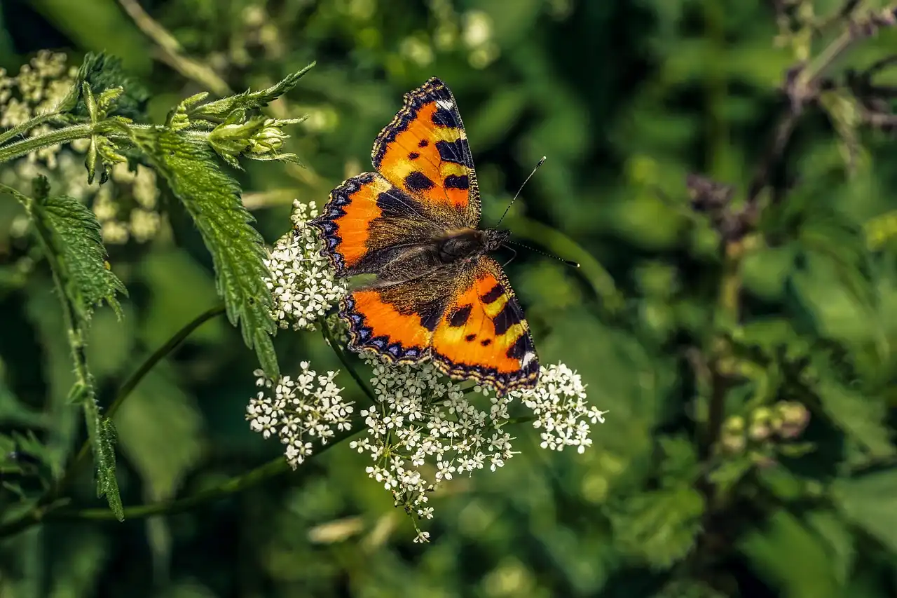 Mariposas y polillas acumulan electricidad estática que atrae el polen / Foto: PB