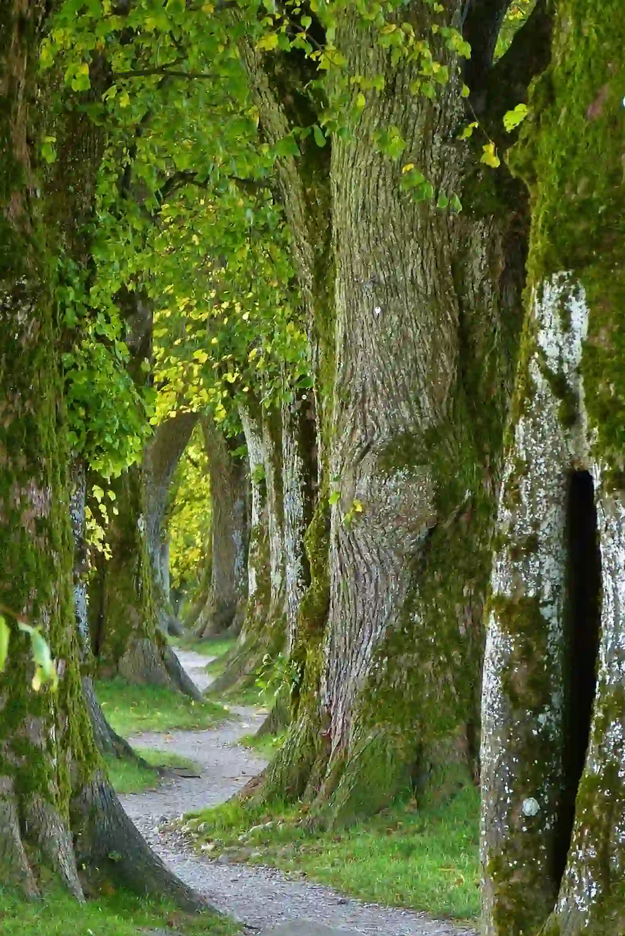 La corteza de los árboles son los grandes sumideros de metano / Foto: PB