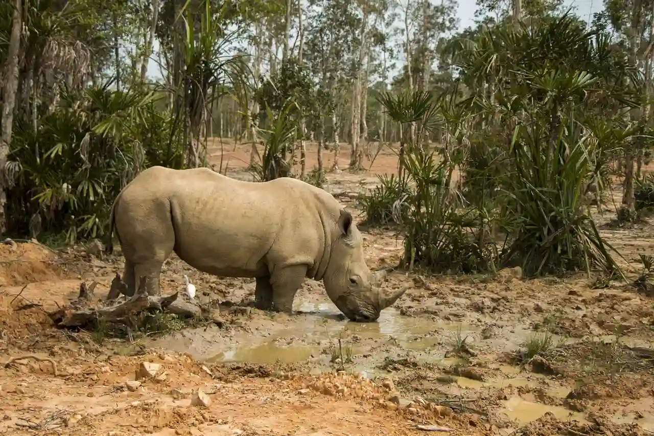 Salvar los rinocerontes con cuernos radiactivos / Foto: PB