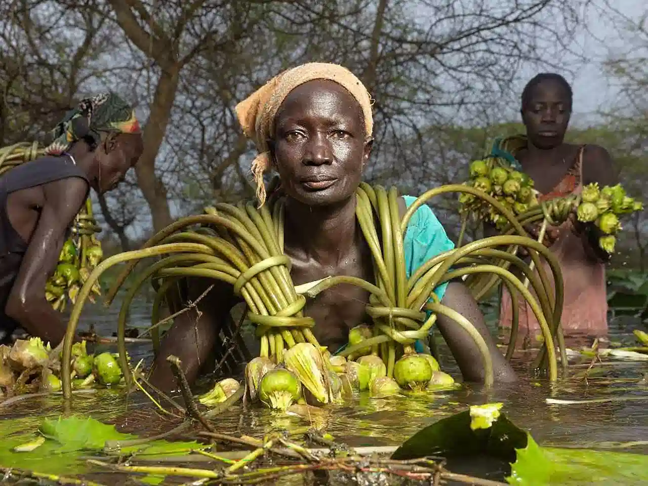 Una de cada once personas sufre hambre en el mundo. Bol Kek, de 45 años, recoge bulbos de nenúfar, aparte del pescado, es la única fuente de alimento disponible en este pueblo de Sudán del Sur afectado por graves inundaciones  / Foto: Acción Contra el Hambre