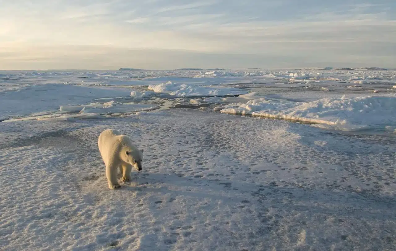 Ejemplar de oso polar. Recursos naturales / Foto: EP