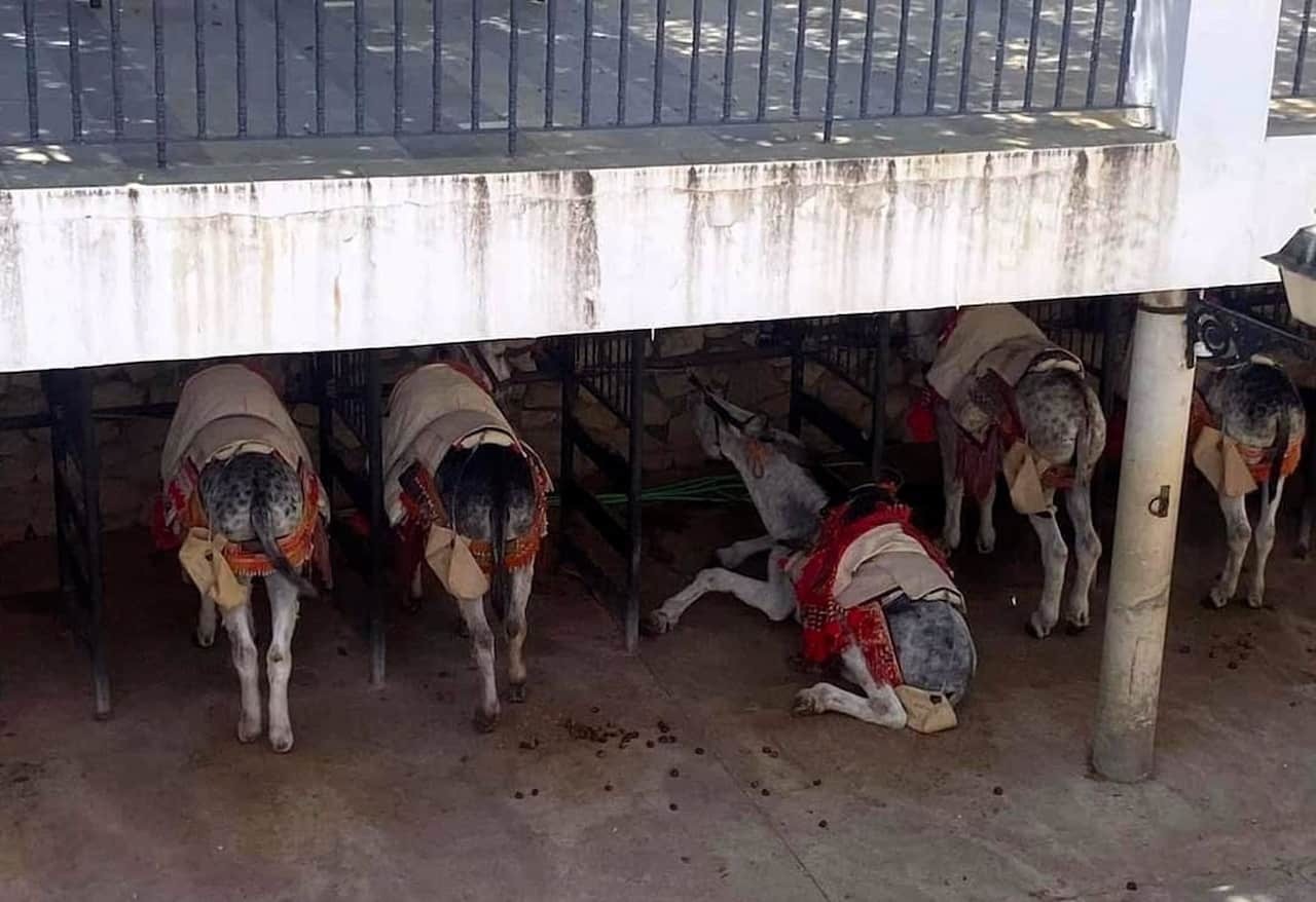 Los burros-taxi de Mijas, Malaga, continúan trabajando a pesar de las condiciones climáticas de calor extremo / Foto: PACMA