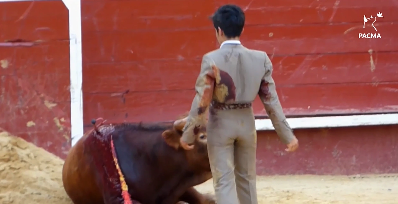 El Gobierno español "puede prohibir" la entrada de menores a los toros y a las escuelas taurinas / Foto: PACMA