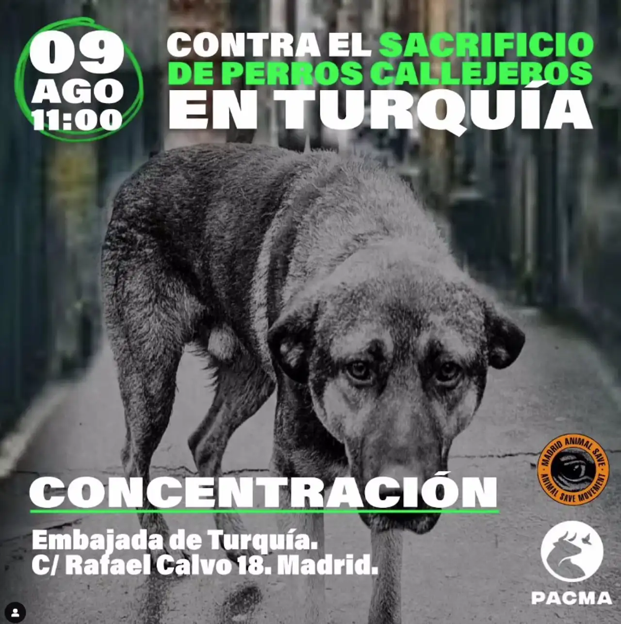 Concentración: 'Contra el sacrificio de perros callejeros en Turquía' / Foto: Animal Save