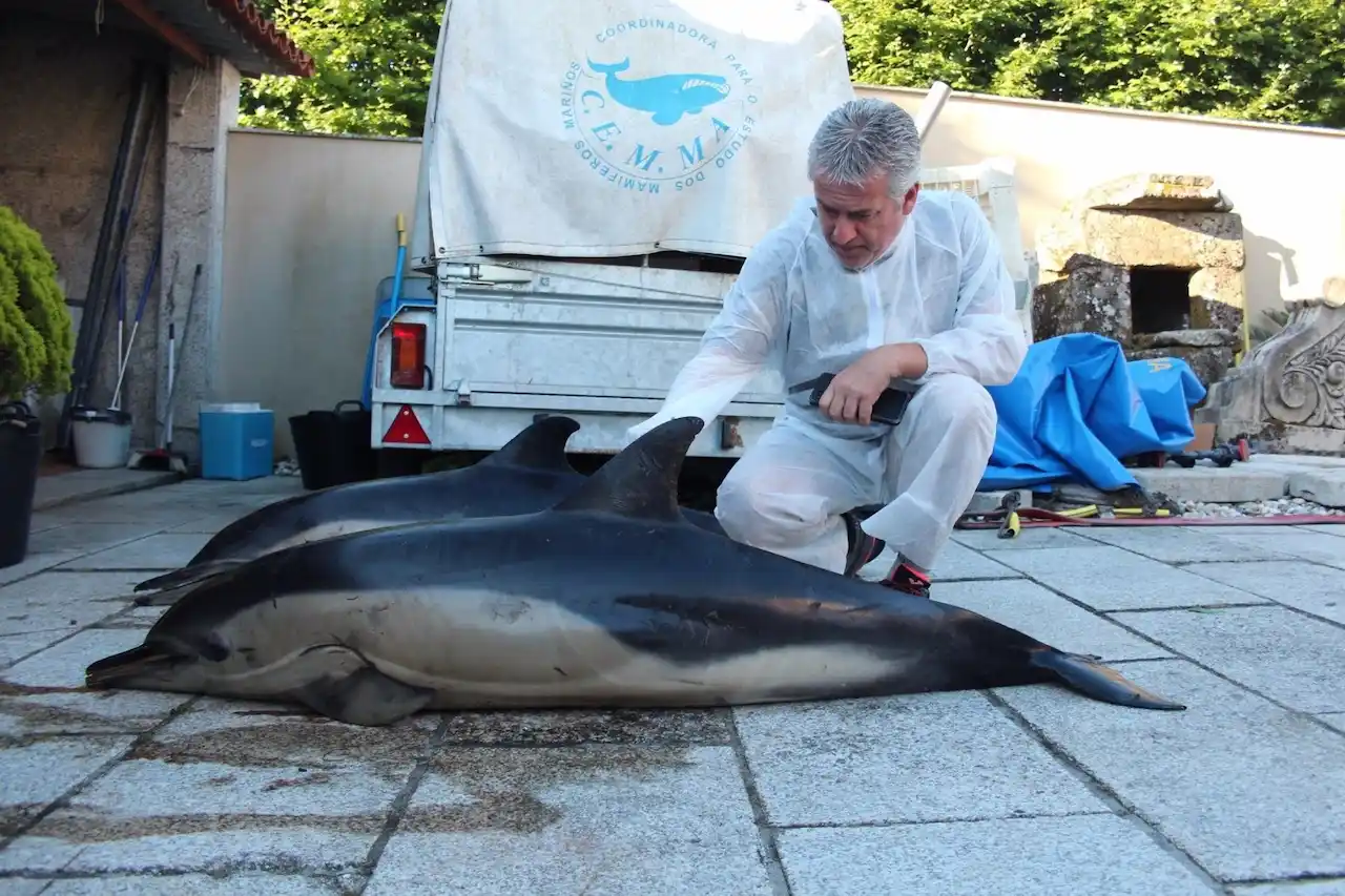 Dos de los arroaces, o delfines mulares, varados en aguas gallegas / Foto: Cemma - EP