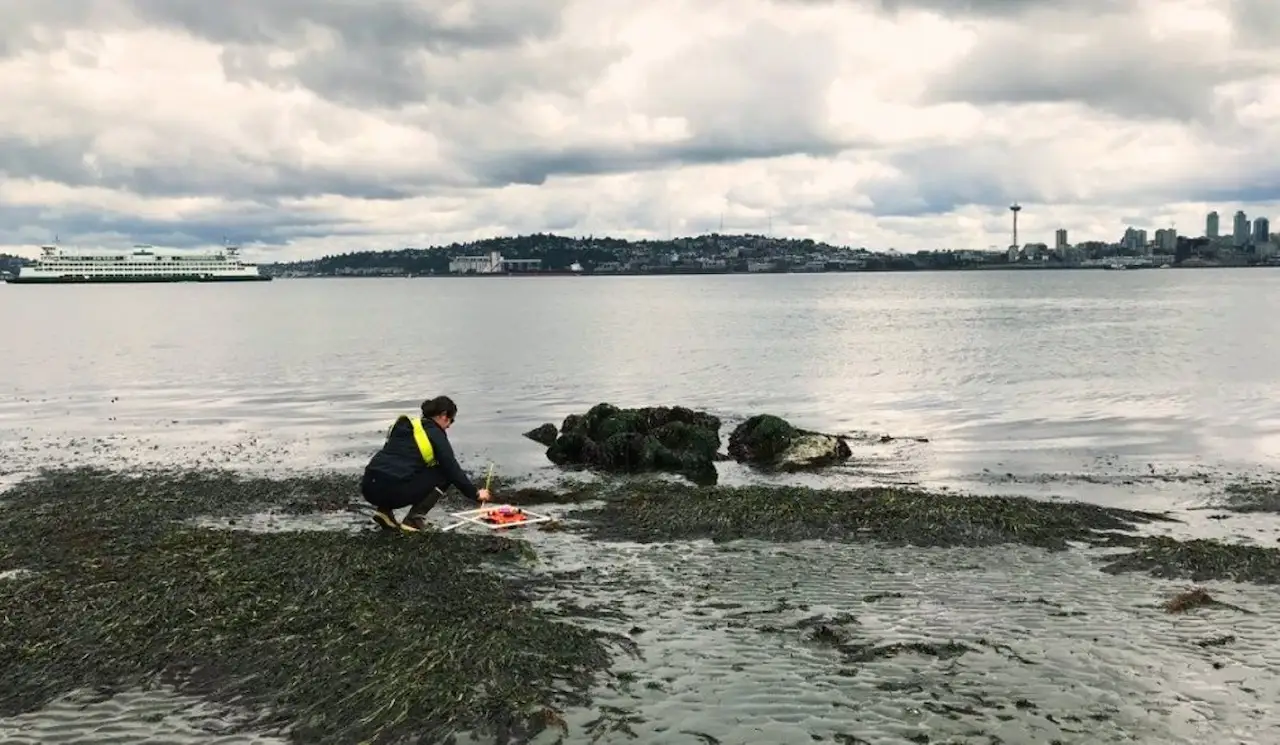 Phoebe Dawkins realiza estudios sobre la salud de las praderas marinas, en Puget Sound / Foto: Universidad de Cornell