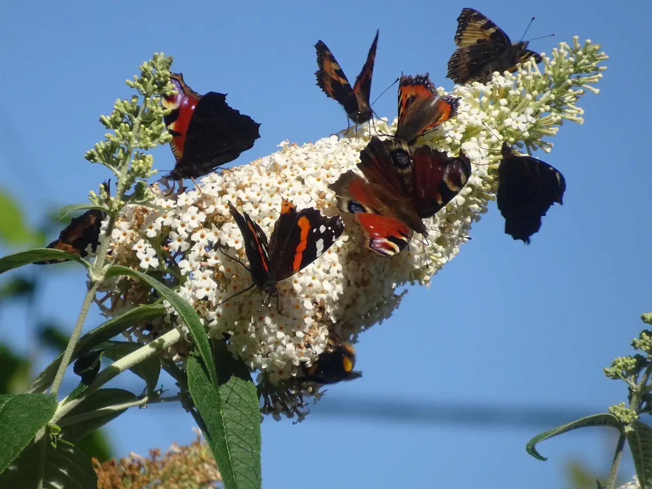 Las poblaciones de mariposas han caído en un 80% / Foto: Butterfly Conservation - EP