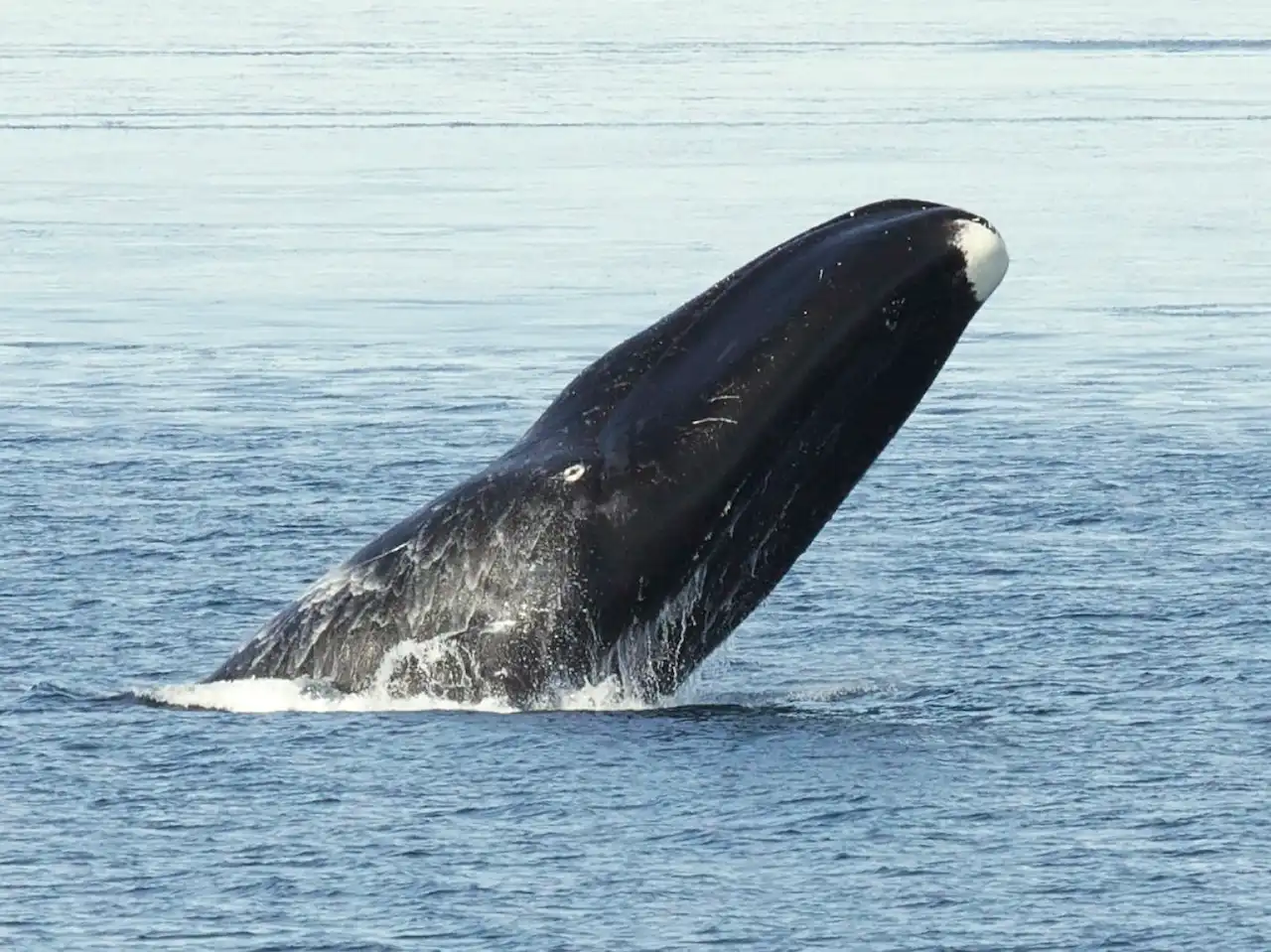 Sincronía en el buceo de dos ballenas de Groenlandia / Foto: PB