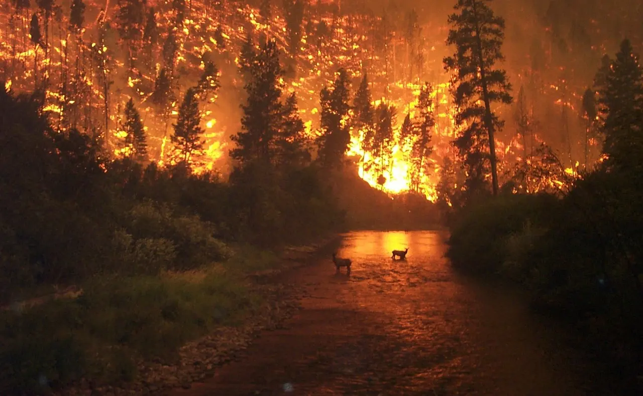 La potencia de los incendios forestales se multiplica por el cambio climático / Foto: PB