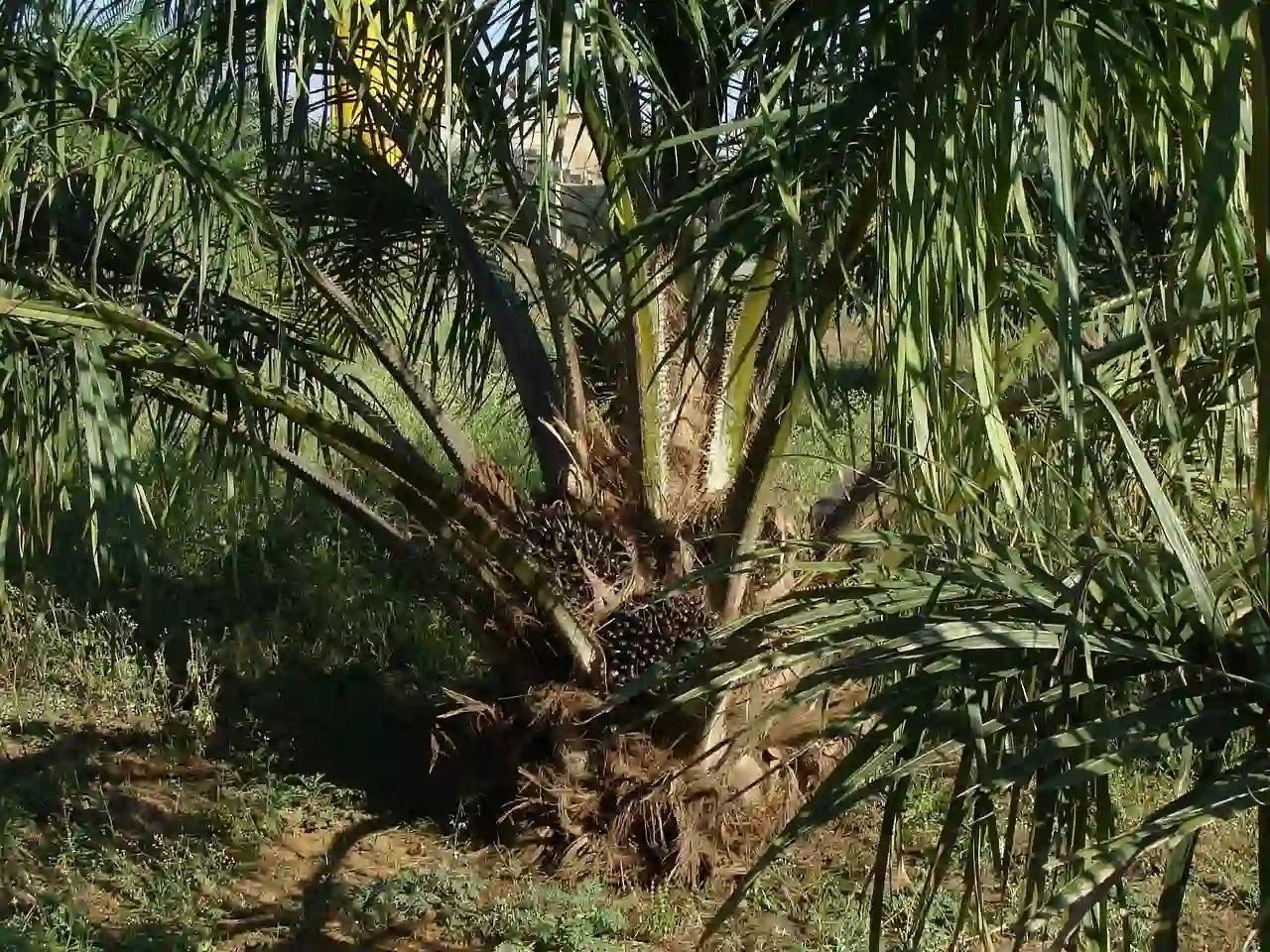 Palmera de nuez de palma / Foto: PB