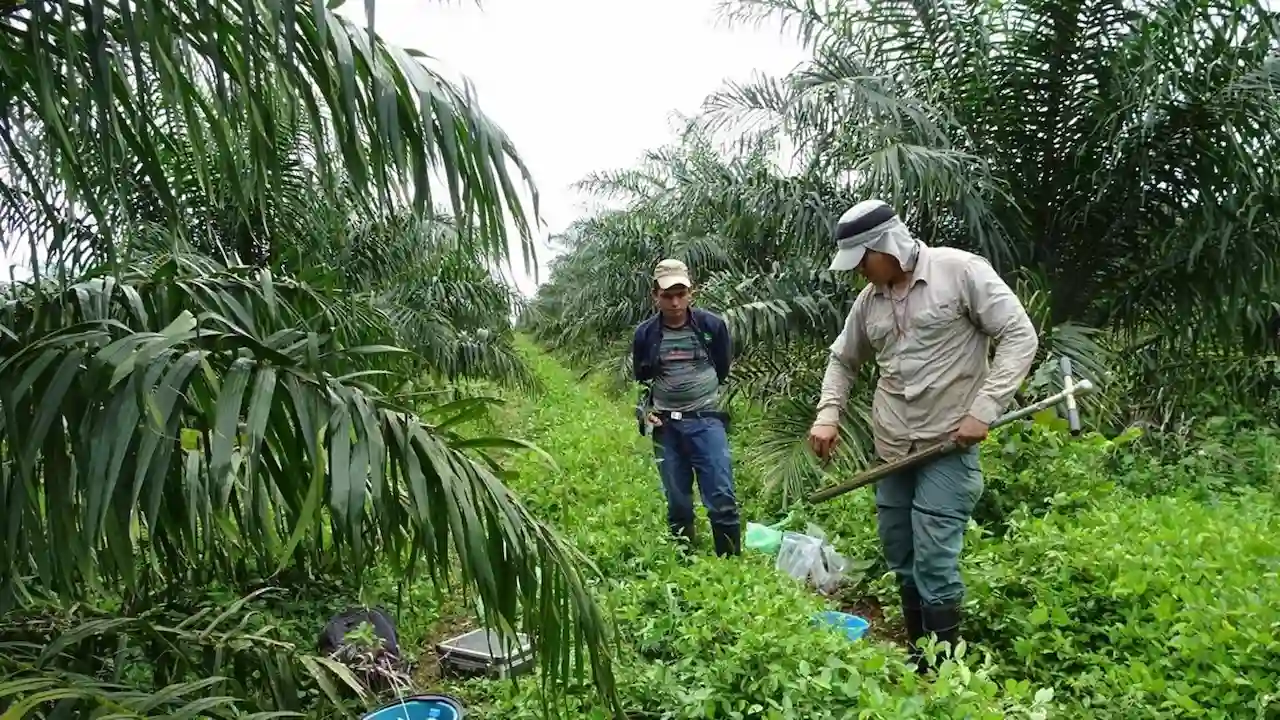 Dos personas en un cultivo de manteca de palma / Foto: EP