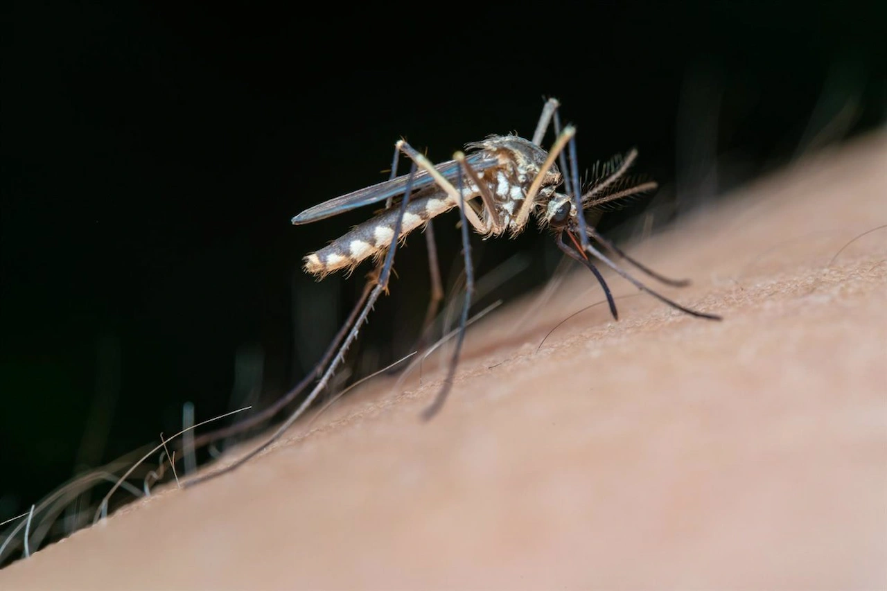 El virus del Nilo Occidental es endémico en España, no viene de fora / Foto: EP