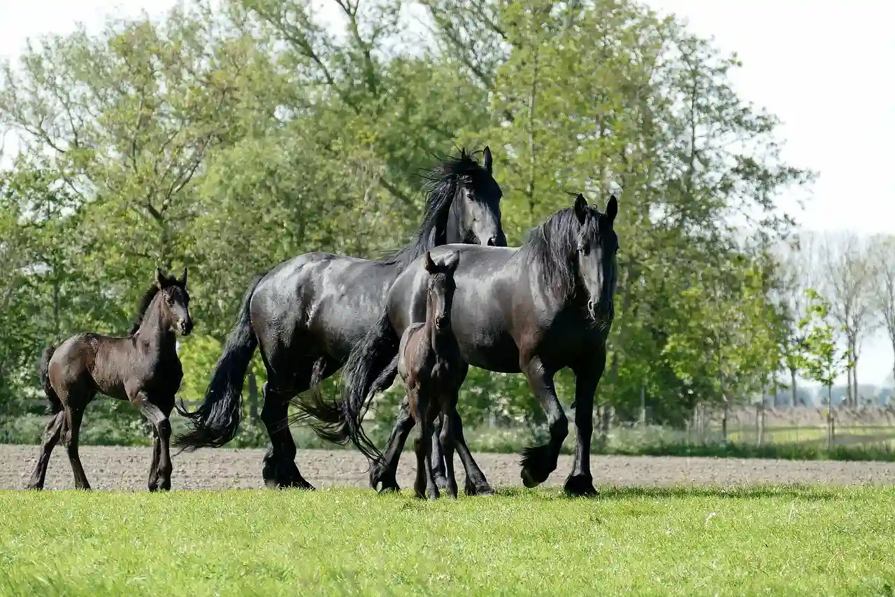 Los caballos son más inteligentes de lo que se suponía, piensan en el futuro / Foto: PB