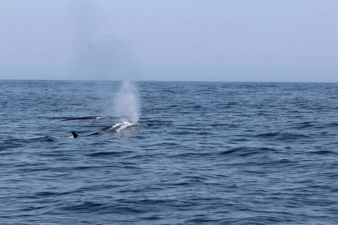 Avistamiento de ballenas a ocho millas al oeste de la Isla de Sálvora en agosto de 2024 / Foto: Cemma