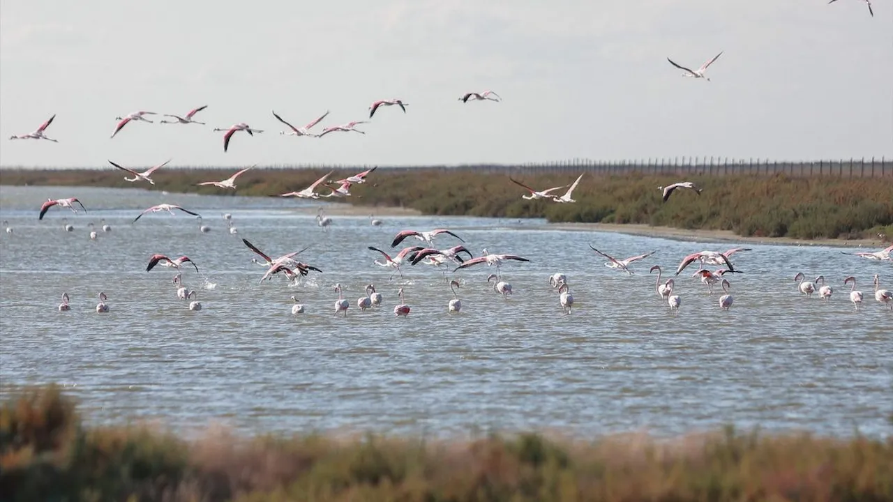 La Ley europea de Restauración de Naturaleza entra en vigor / Foto: EP