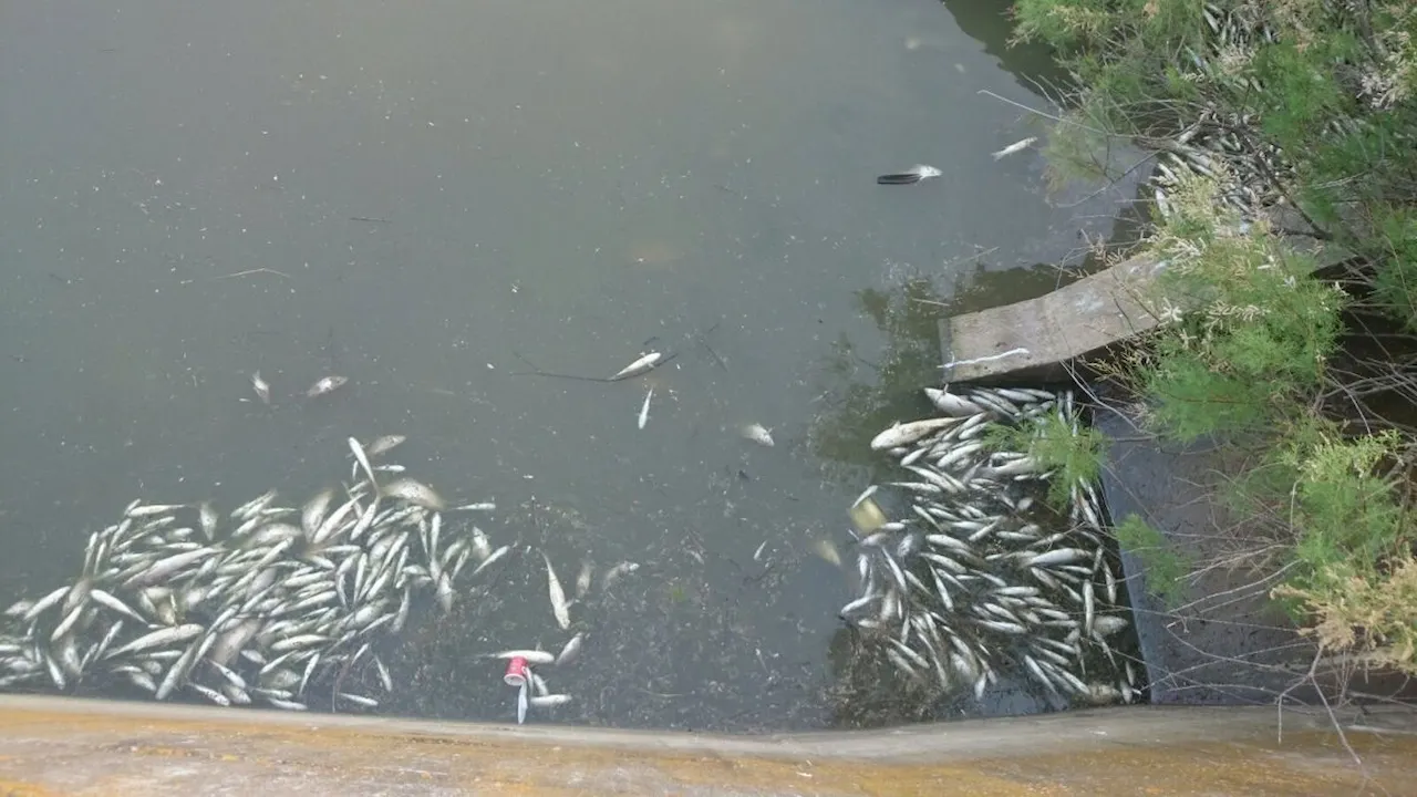 Centenares de peces muertos por vertido / Foto: EP