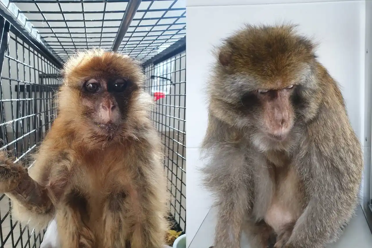 Una hembra de macaco de Berbería y Meyers, un macho de la misma especie provenientes del tráfico ilegal de primates / Foto: SEPRONA - AAP