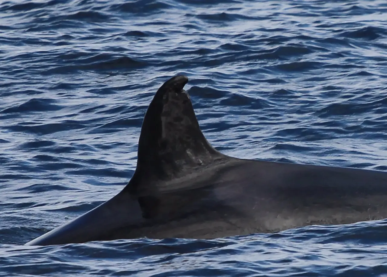 La conocida como 'Abuela Toñi' lidera esta familia de orcas que se acerca de nuevo a Galicia / Foto: Cemma