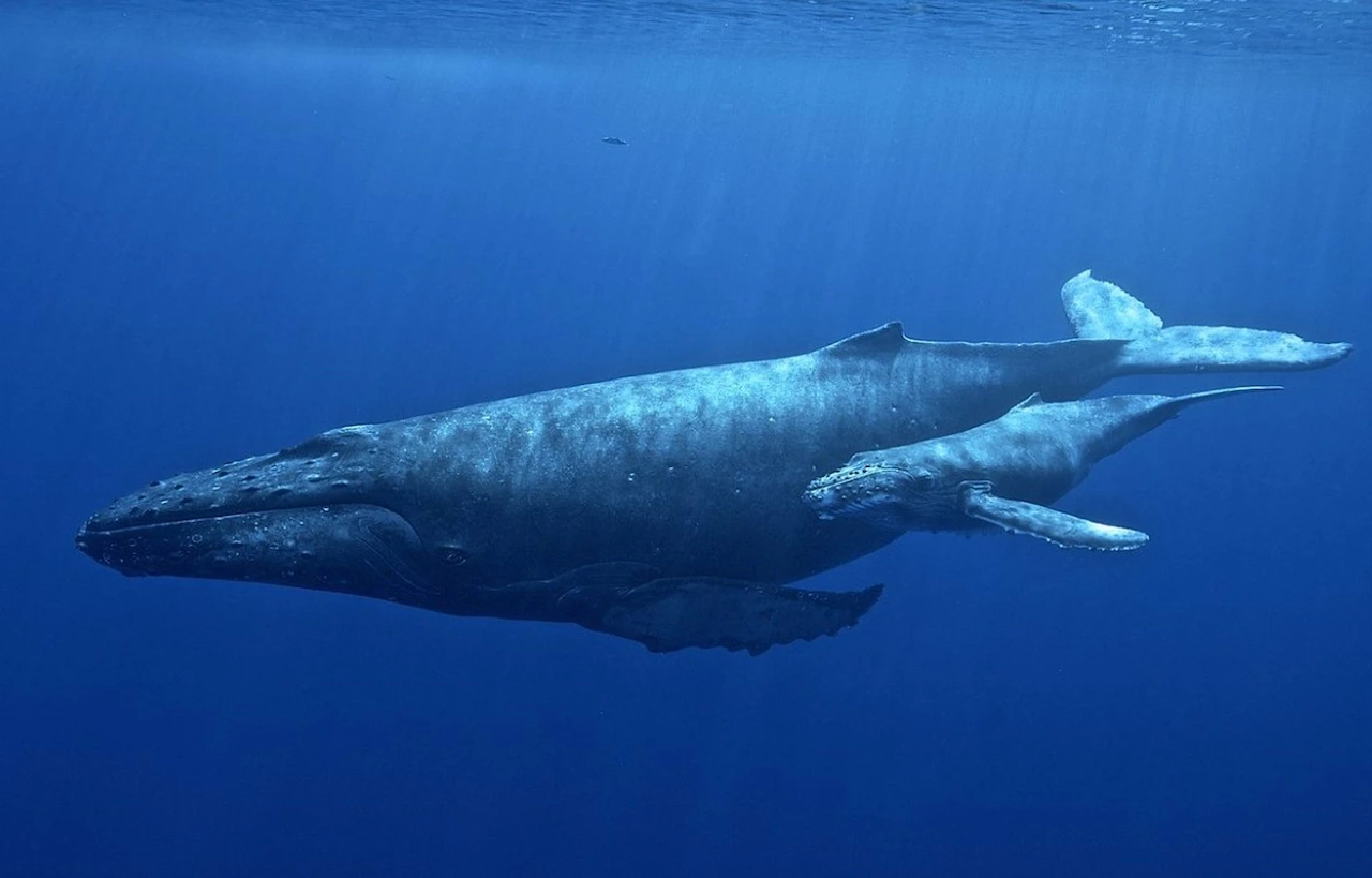 Las ballenas jorobadas usan herramientas / Foto: Universidad de Hawai