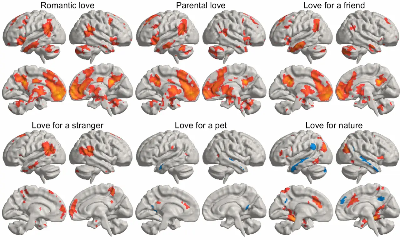 El amor estimula nuestro cerebro / Imagen: Universidad de Aalto