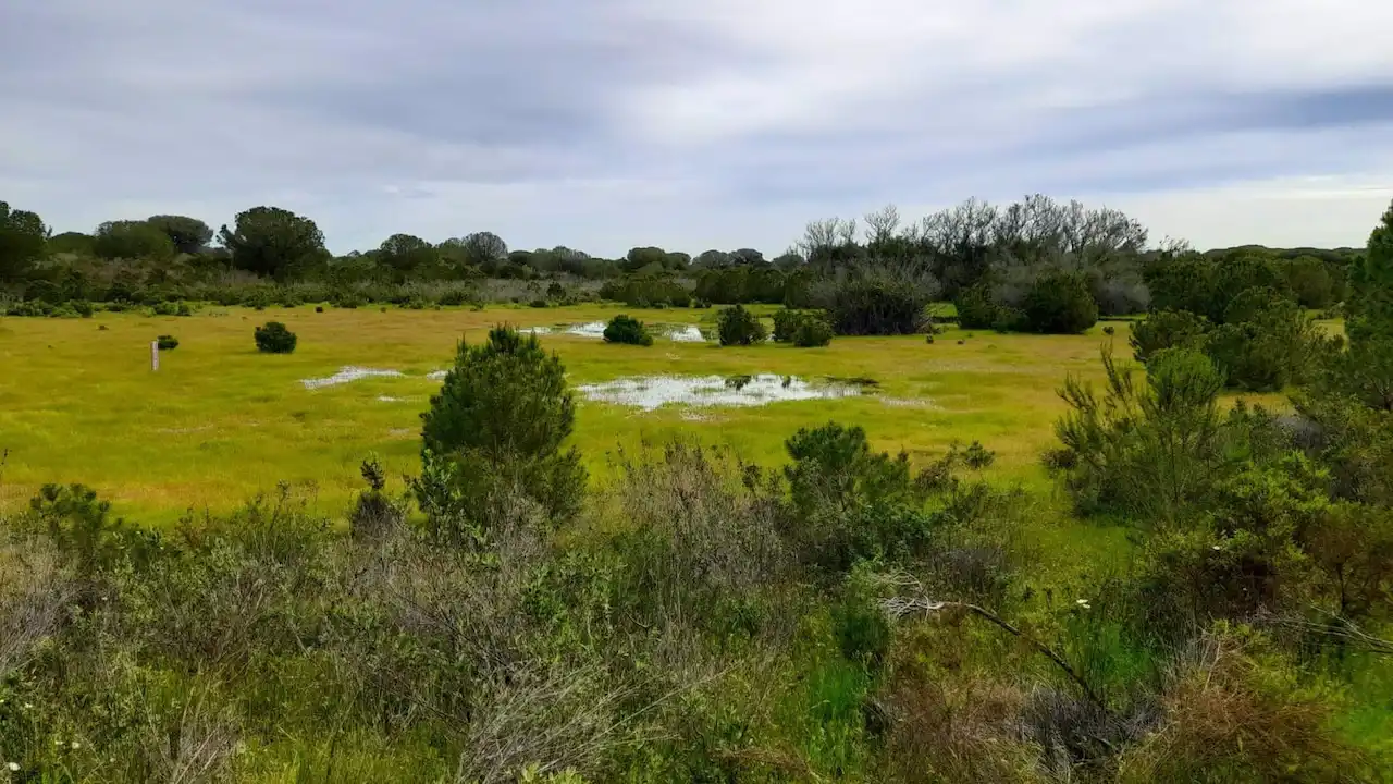 Desecación de las lagunas peridunares de Doñana. La laguna Navazo del Toro / Foto: Ecologistas en Acción