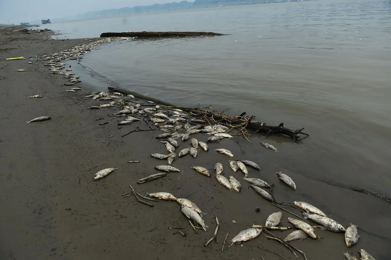 Sequía en el Amazonas, Brasil / Foto: Lucio Tavora