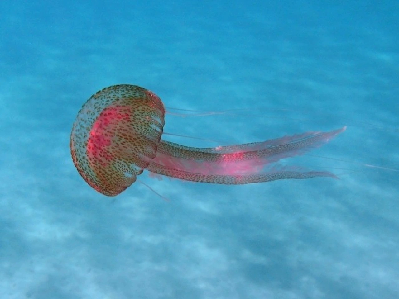 Aumento de las medusas en el Mediterráneo. Especie de 'Pelagia noctiluca' / Foto: Wikipedia