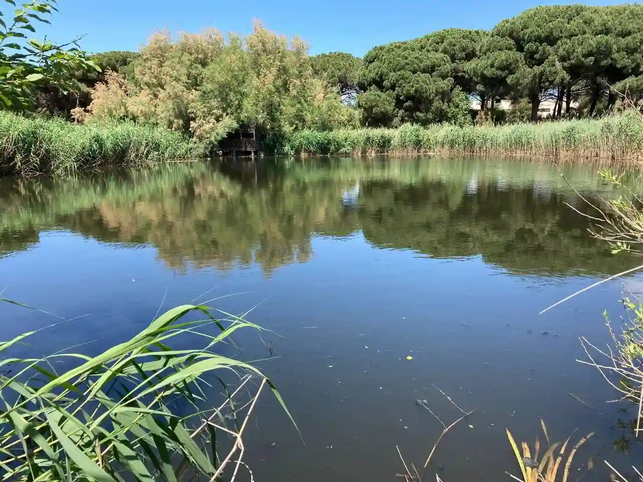 Limpiar antibióticos en el tratamiento de aguas residuales. Humedal de Can Cabanyes, en Granollers (Barcelona) / Foto: IDAEA-CSIC