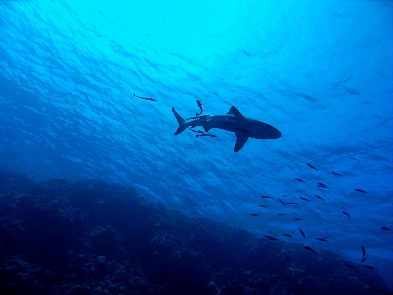 Un caso de depredación de un tiburón cailón, en concreto una hembra reproductora. Tiburones / Foto: PB