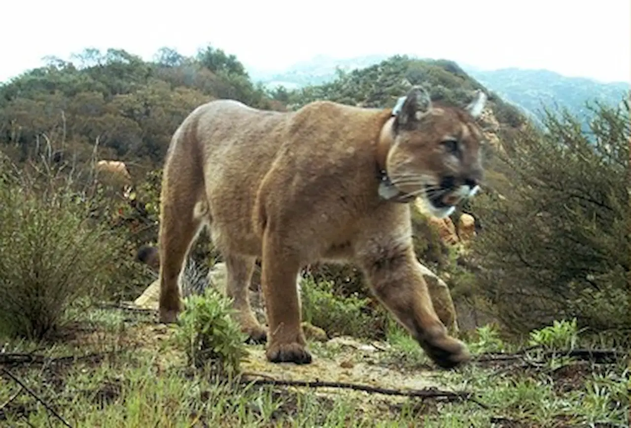 Este león de montaña fue encontrado muerto con veneno para ratas en su sistema / Foto: National Park Service