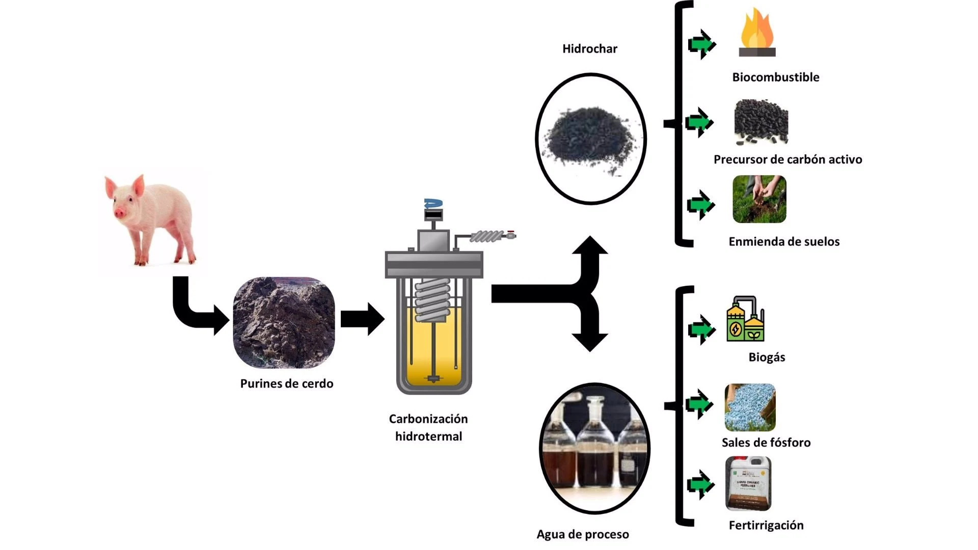 Transformar los purines de cerdo en biocombustible y fertilizantes / Imagen: UAM