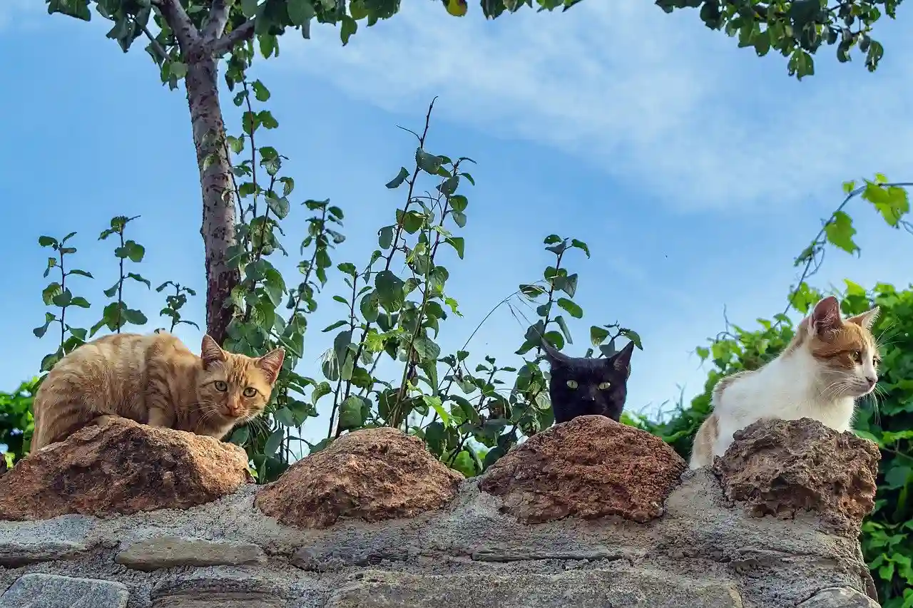 Los graves impactos de las colonias de gatos sobre la fauna de Baleares y Canarias / Foto: PB