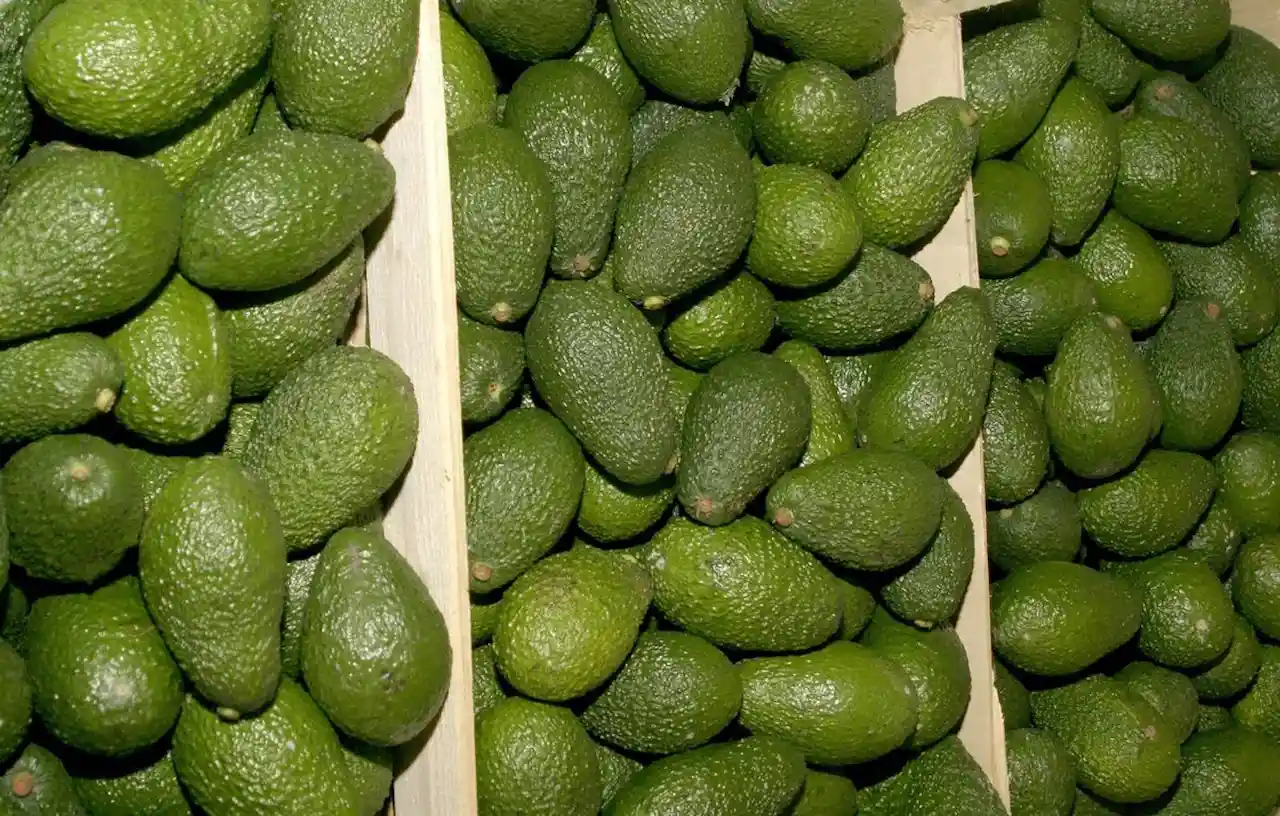 Los impactos del cultivo de aguacate en la Península ibérica / Foto: EP