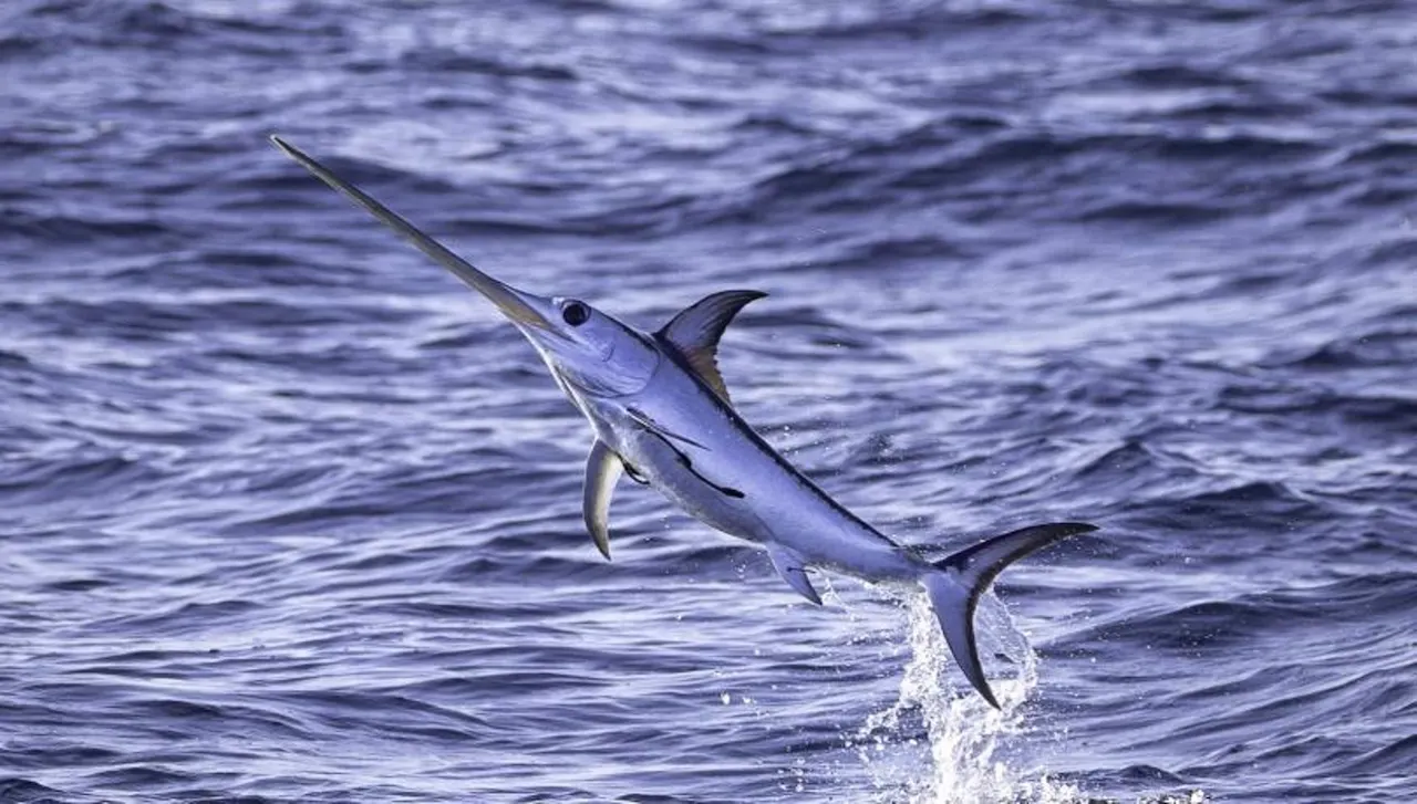 Presencia de microplásticos en los peces espada del Mediterráneo / Foto: David Jara-ICM