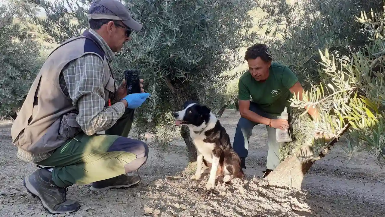 Unidad canina para el seguimiento de las poblaciones de lince ibérico / Foto: Junta de Andalucía