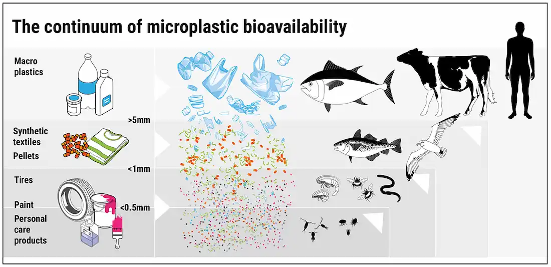 the continuum of microplastic bioavailability