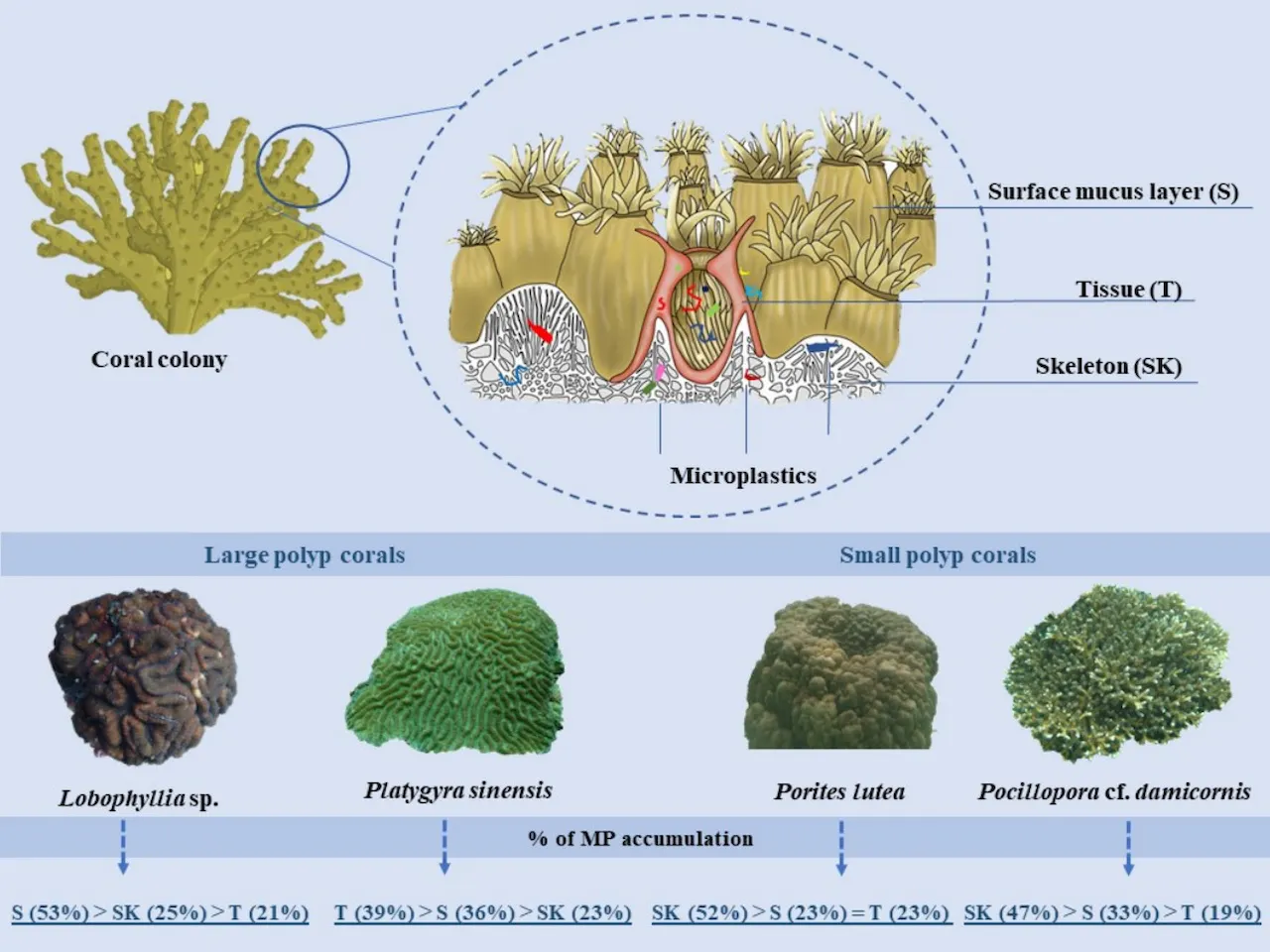 Microplásticos atrapados en colonias de corales / Imagen: Science of the Total Environment