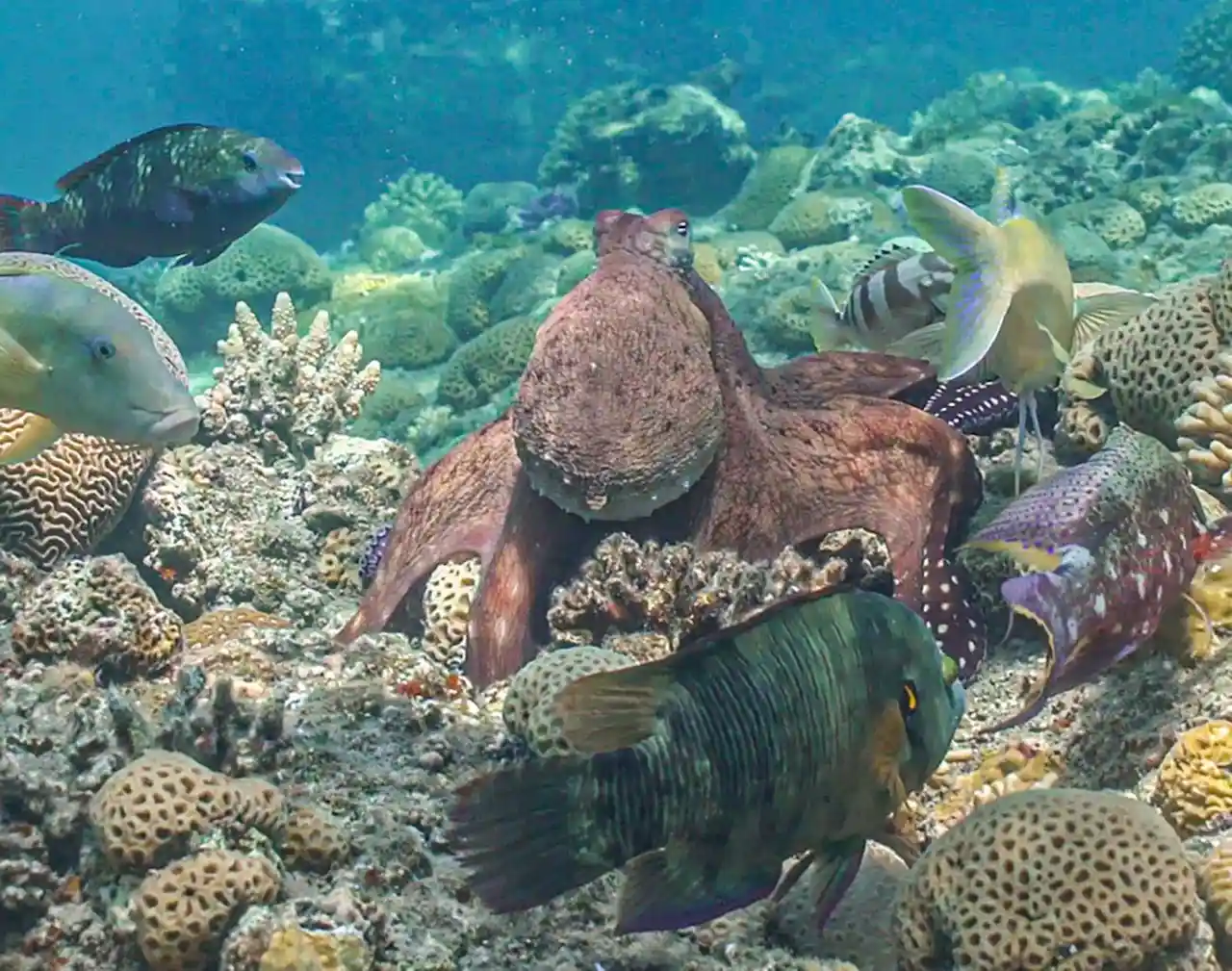 Los peces actúan como un sistema sensorial ampliado para los pulpos / Foto: Eduardo Sampaio (Universidad de Lisboa)