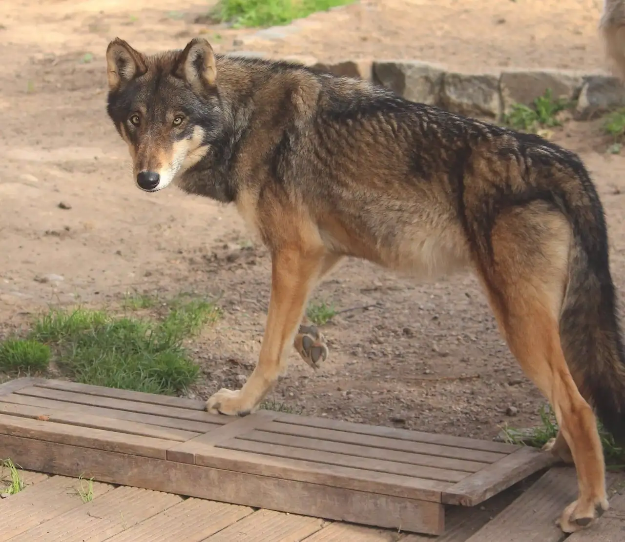 Rebajar el estatus el estatus de protección del lobo en la UE / Foto: EP