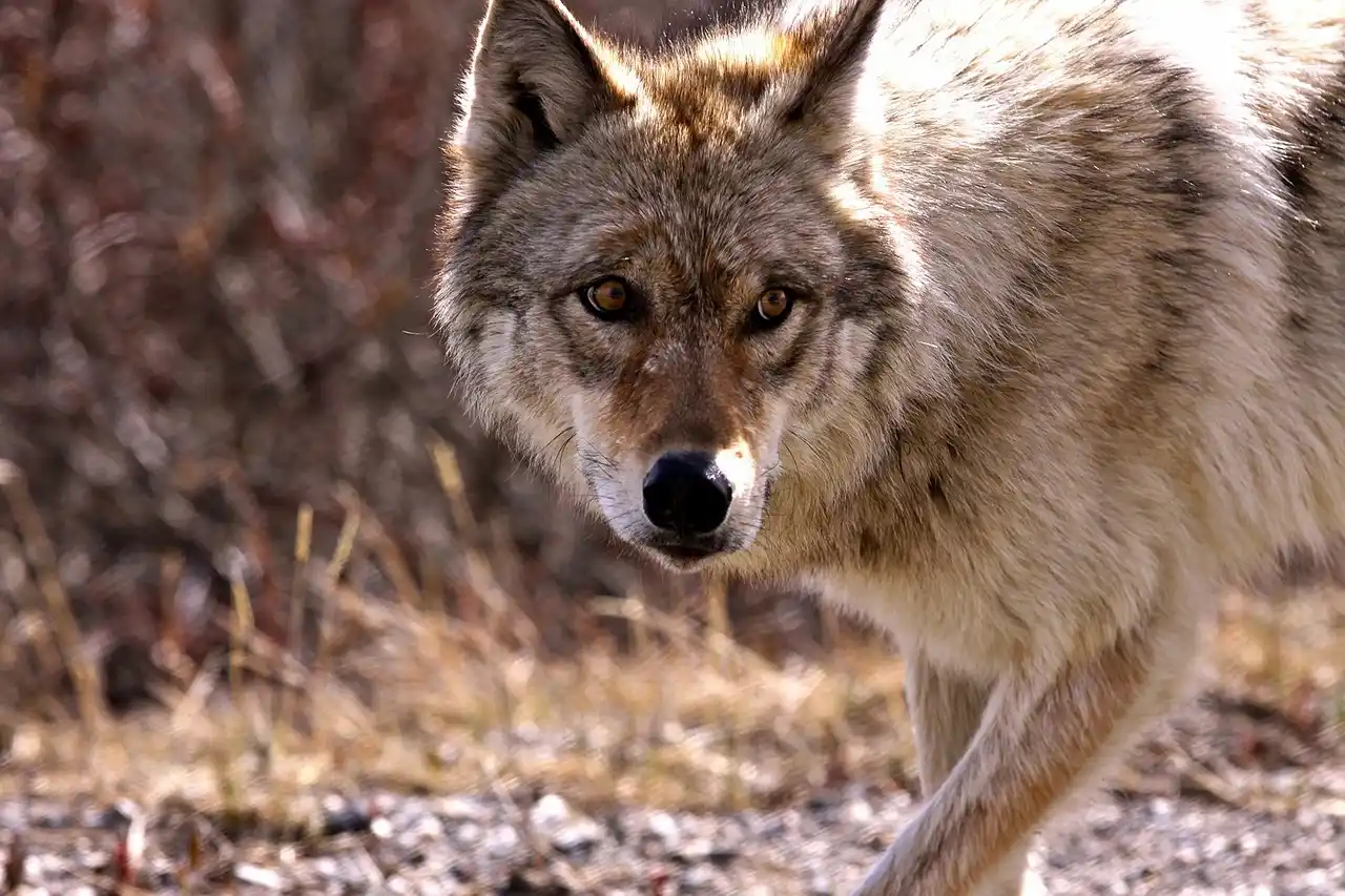 La UE vota rebajar el estatus de protección del lobo / Foto: PB