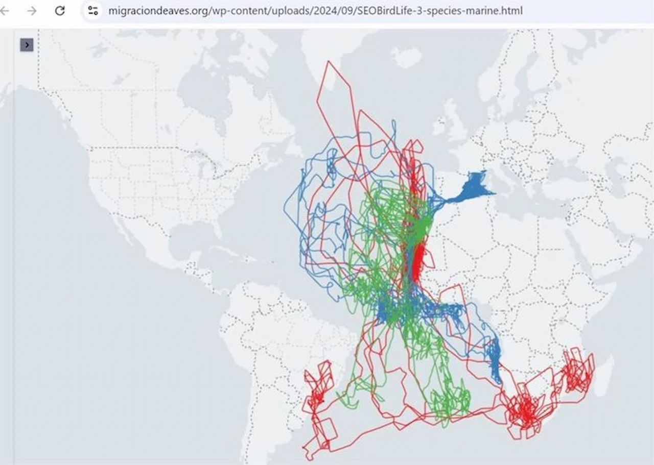 Movimientos nómadas y circulares de las migraciones de aves / Imagen: SEO/BirdLife